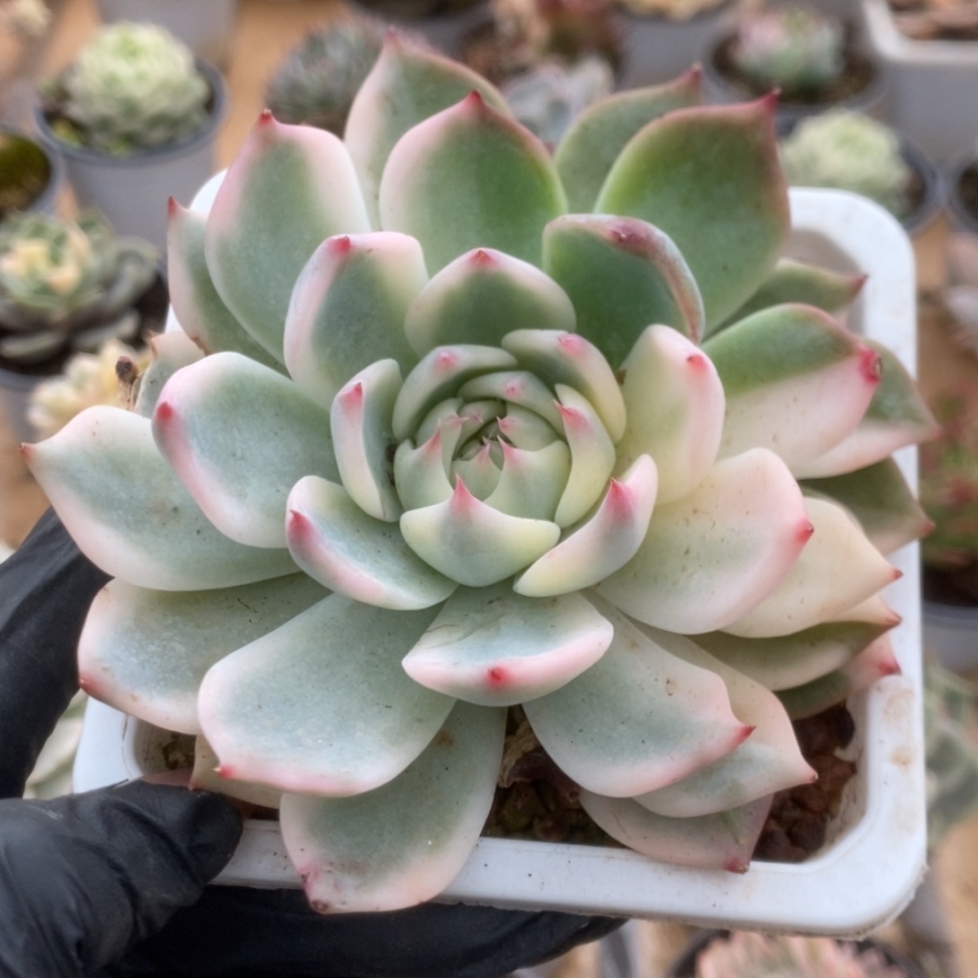 512吉娃娃锦锦锦锦锦