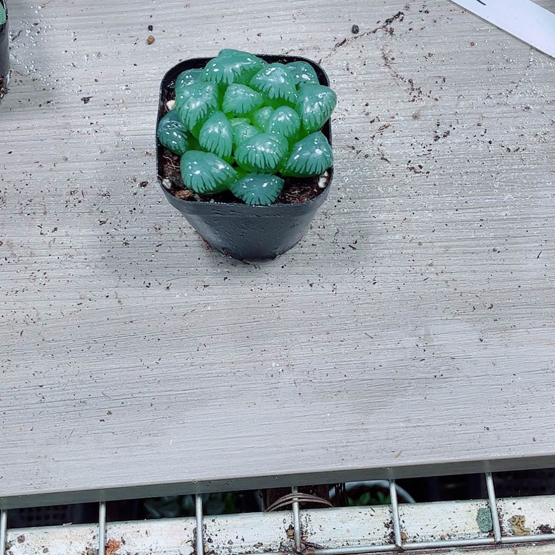 孔明灯玉露一勿一拍