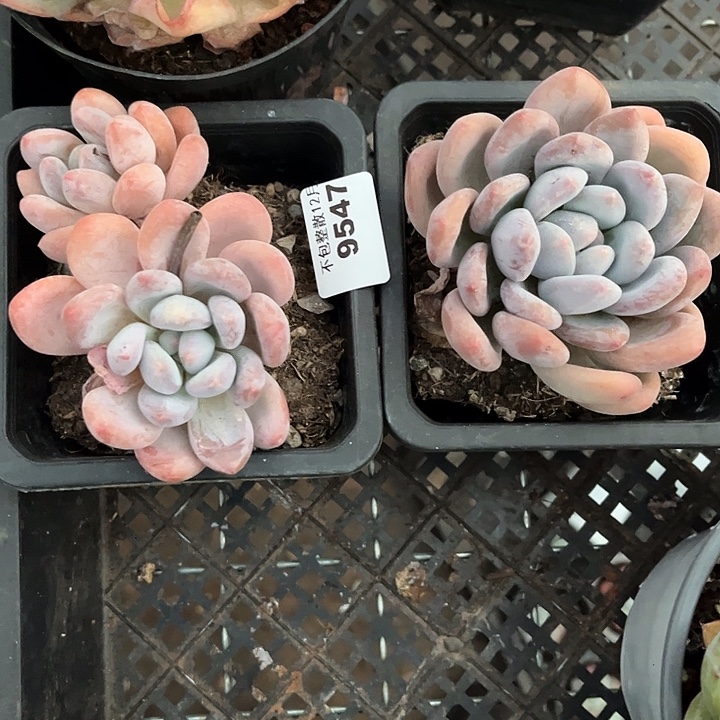 阿雅园艺。       9547香水两颗