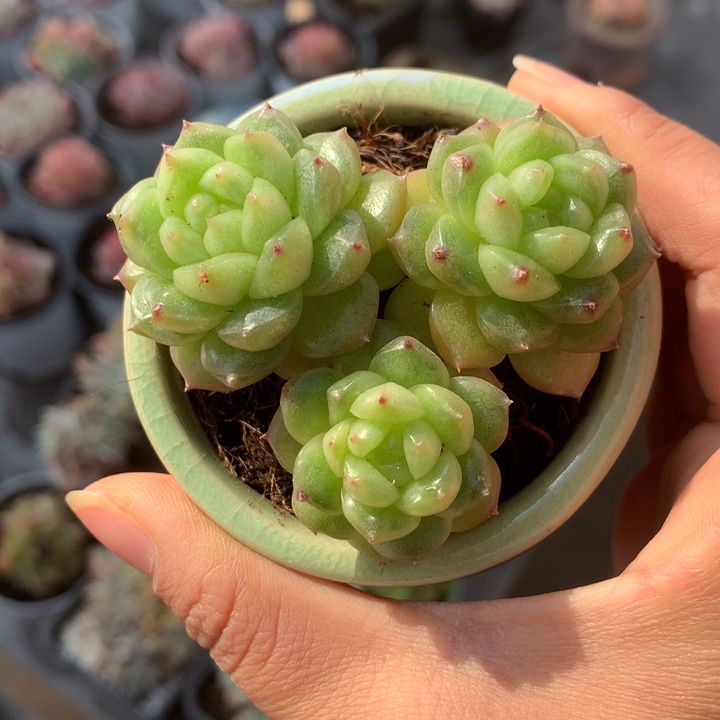 精控灯泡珍妮多肉