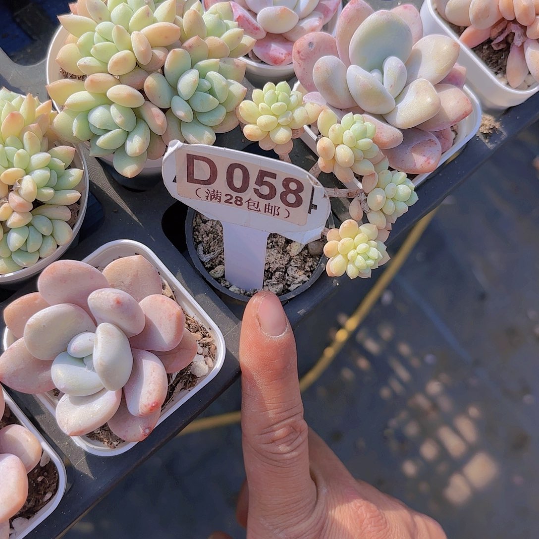 薇*凉D058奶糖一物一拍