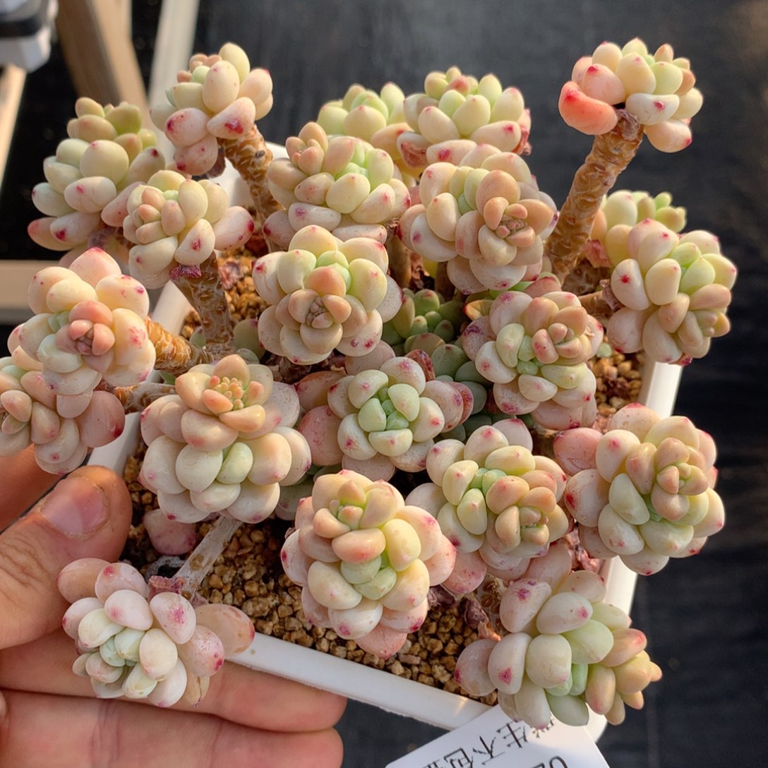 0204-31 罗琦老桩