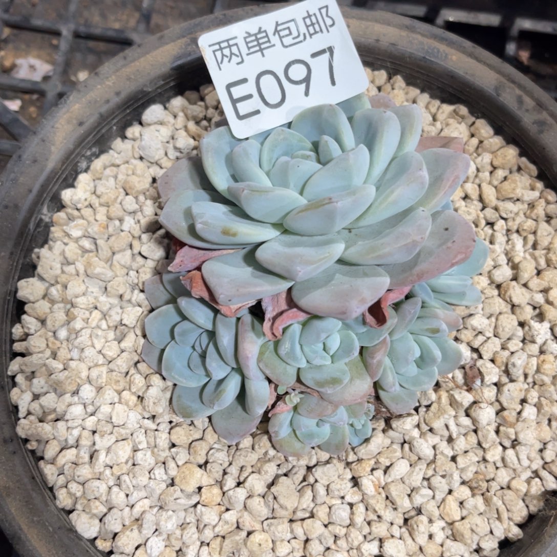 老阿姨花卉一物一拍E097