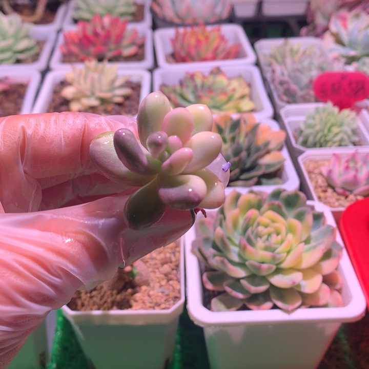 蛋黄奶酪，锦哥多肉