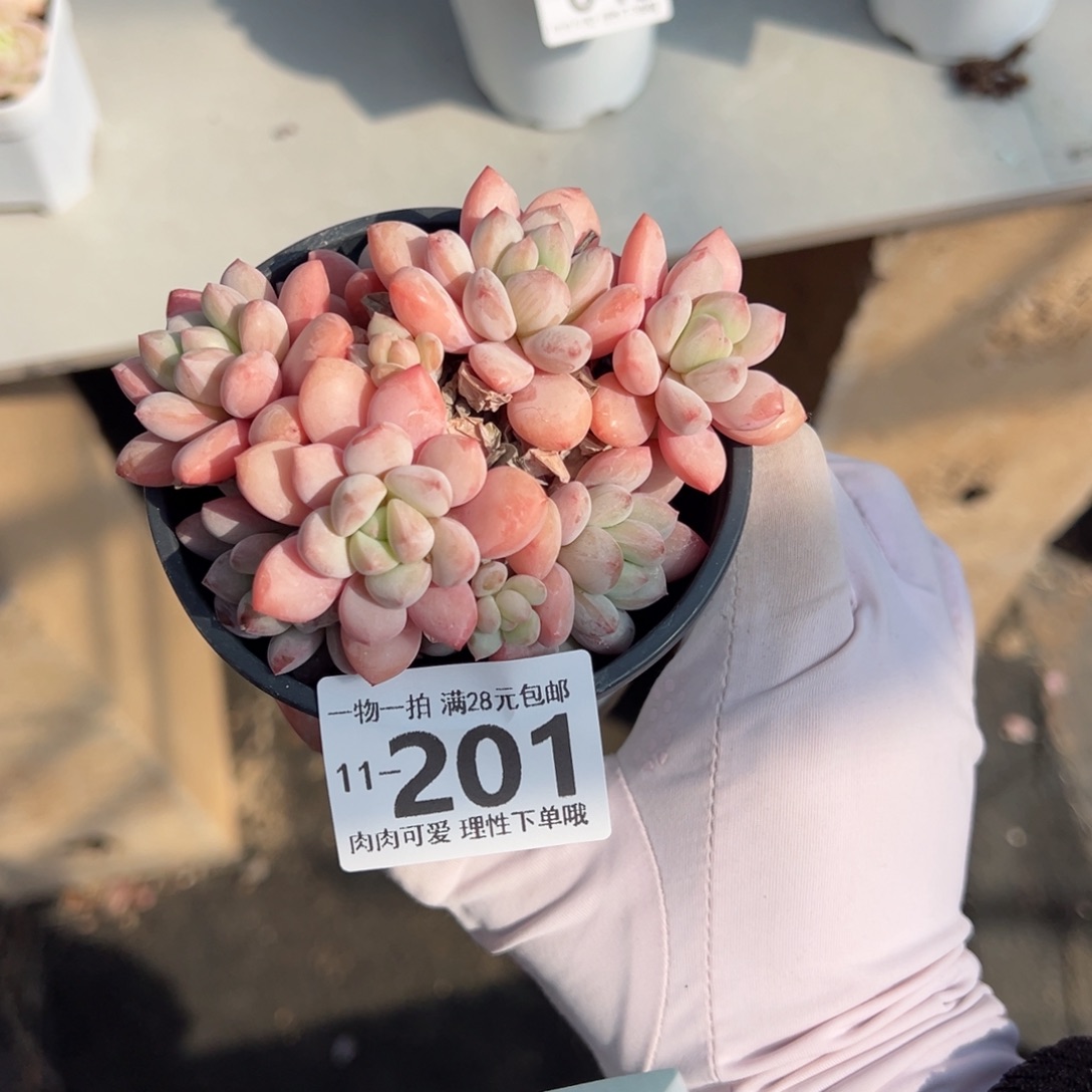 拉丝雨多肉多肉多肉多肉