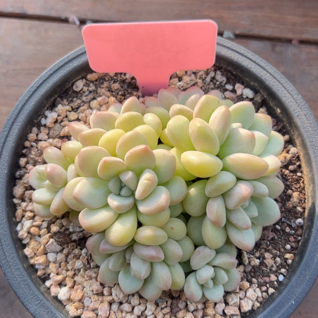 泡泡糖1111111111111