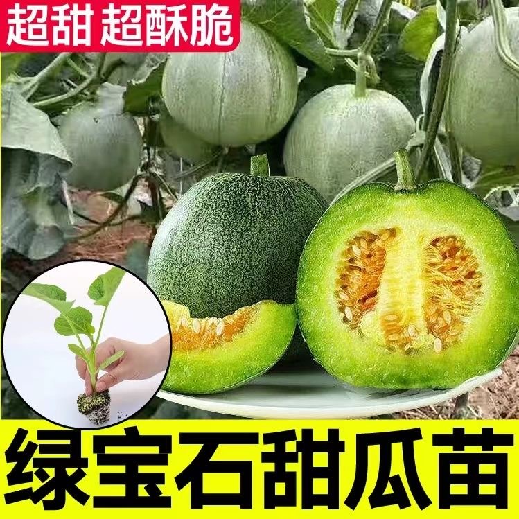甜瓜苗绿宝甜瓜幼苗秧苗带土发货春天春季绿宝石正宗苹果瓜苗脆甜