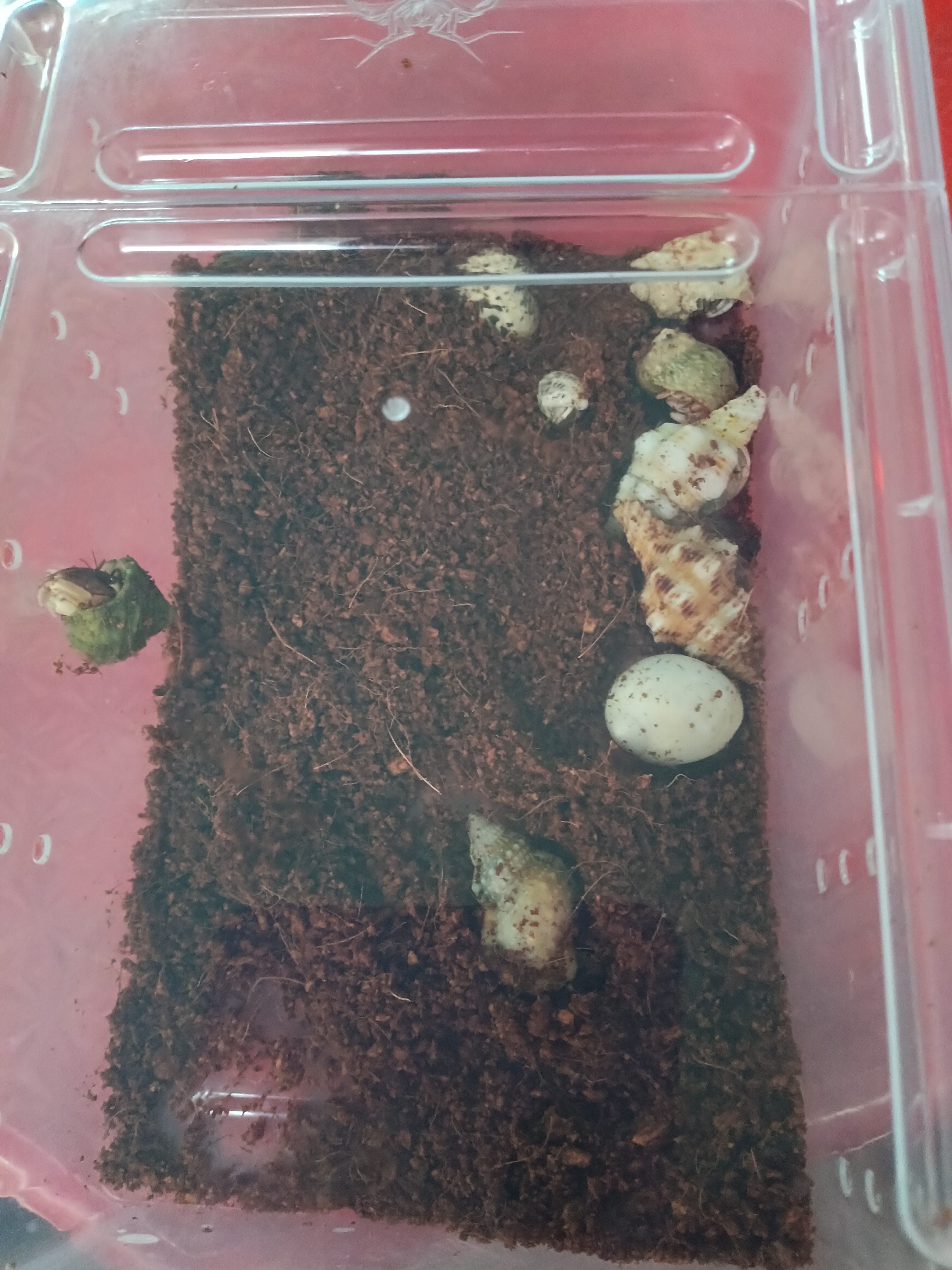 彩豆丁带盒子带椰土12只包活8只