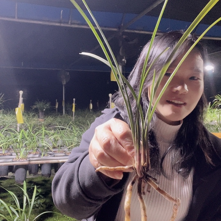 当前无花栽培后可以开花春剑新品红素