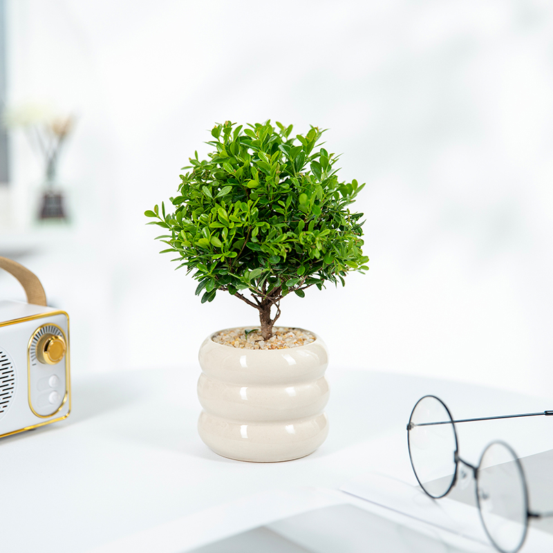 小叶赤楠室内办公桌面工位多肉植物小盆栽吉利红花卉绿植摆件好养