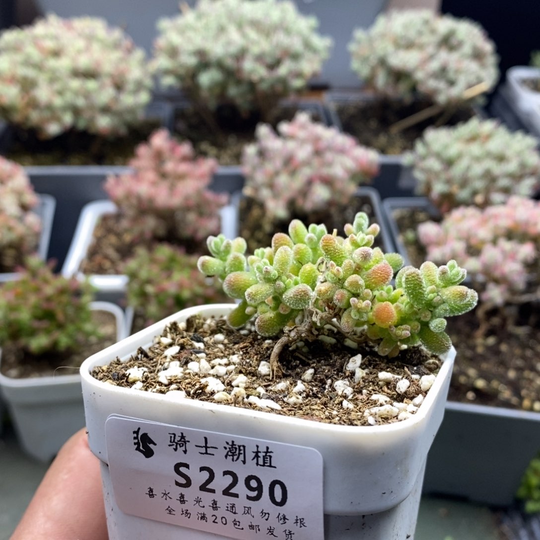 2290不闪冰晶造型