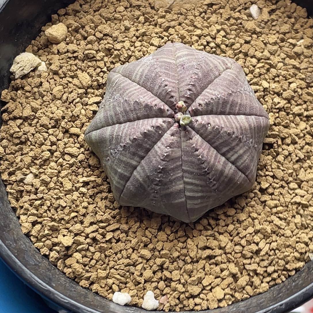 实生八爪海星体神玉布纹球