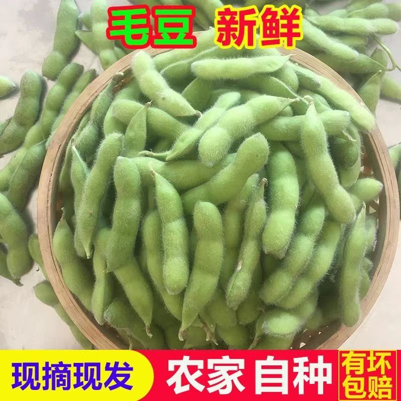 新鲜毛豆现摘现发农家土特产顺丰包邮