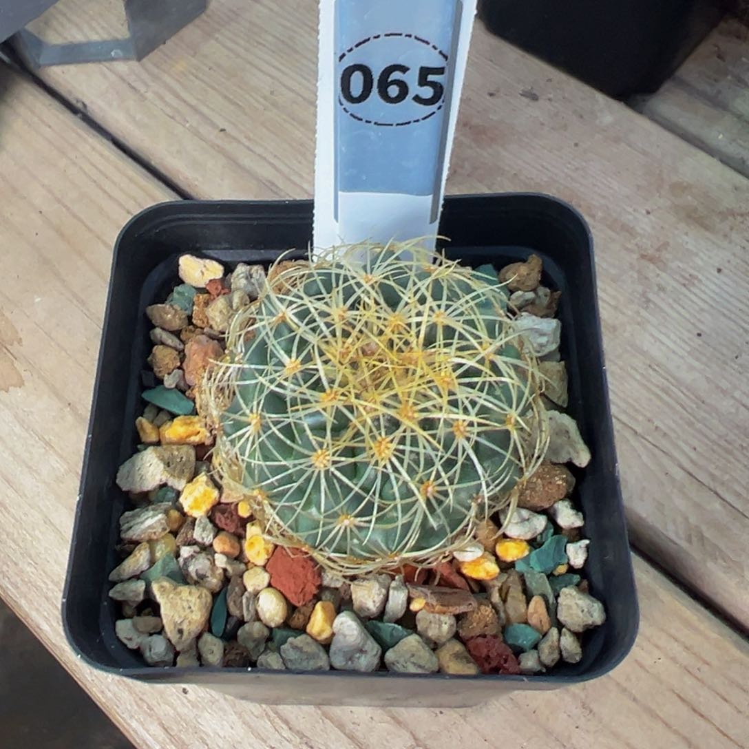 65实生根多肉植物带盆土