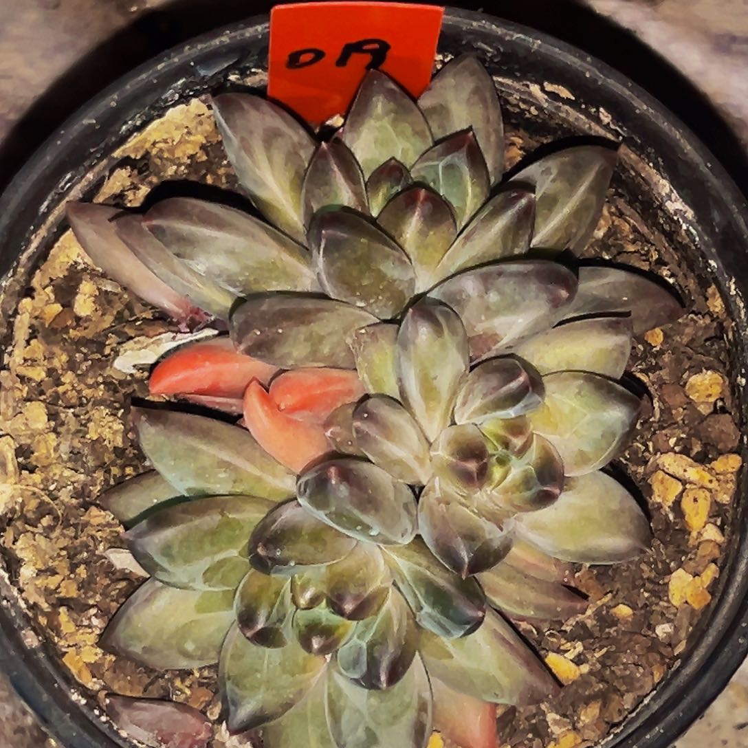 桔云多肉美人精品系列