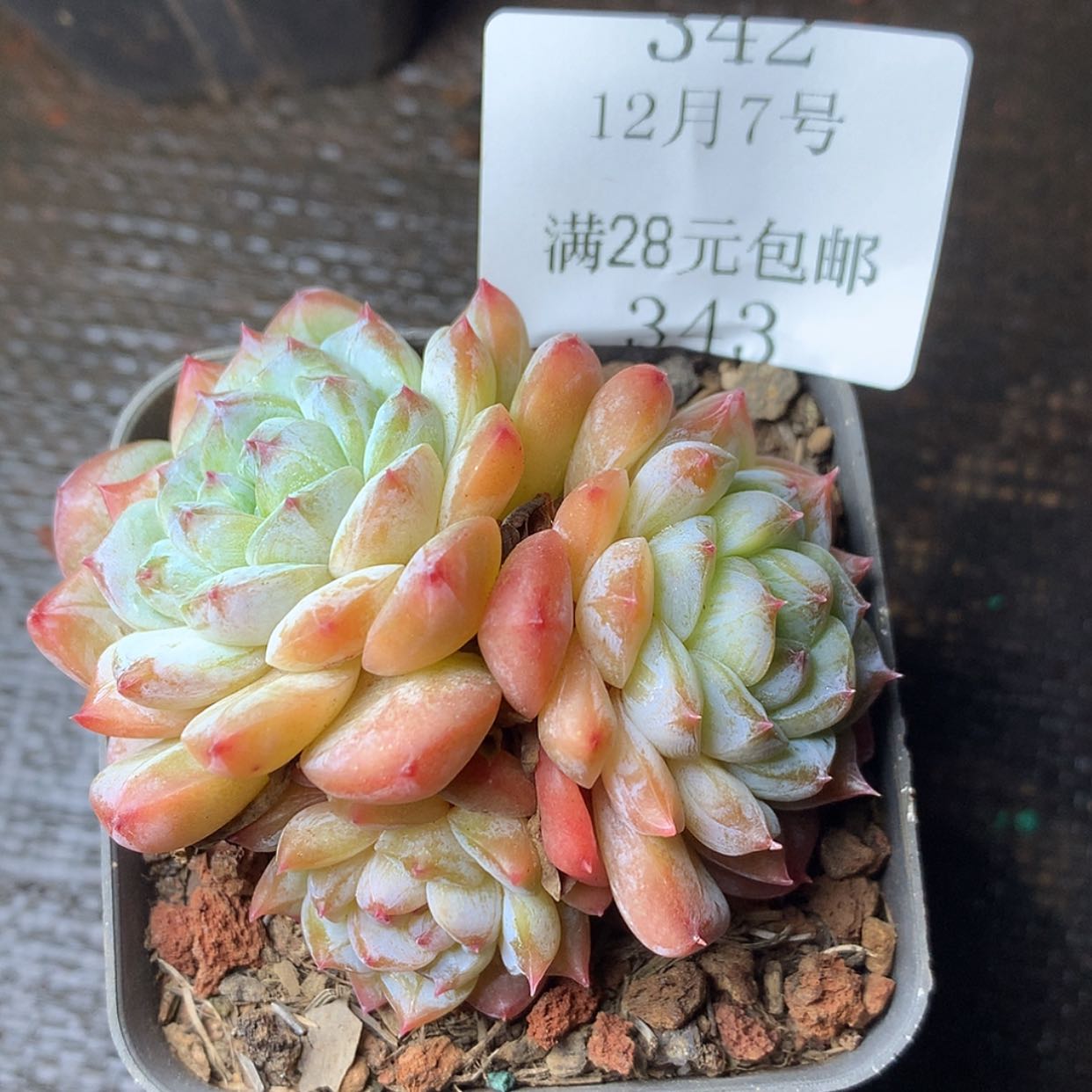 【闪购商品】云343号