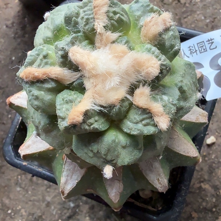 无花朵681中筋小尤龟甲东三