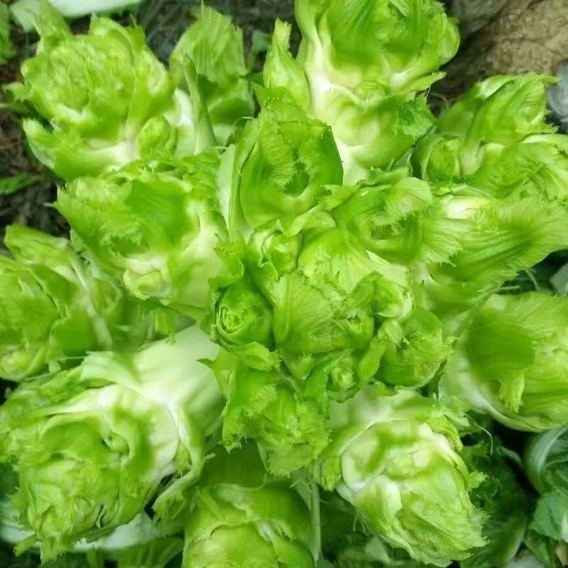 【现砍现发】火锅涮菜新鲜儿菜娃娃菜嫩儿菜孢子儿菜新鲜蔬菜5斤娃娃菜