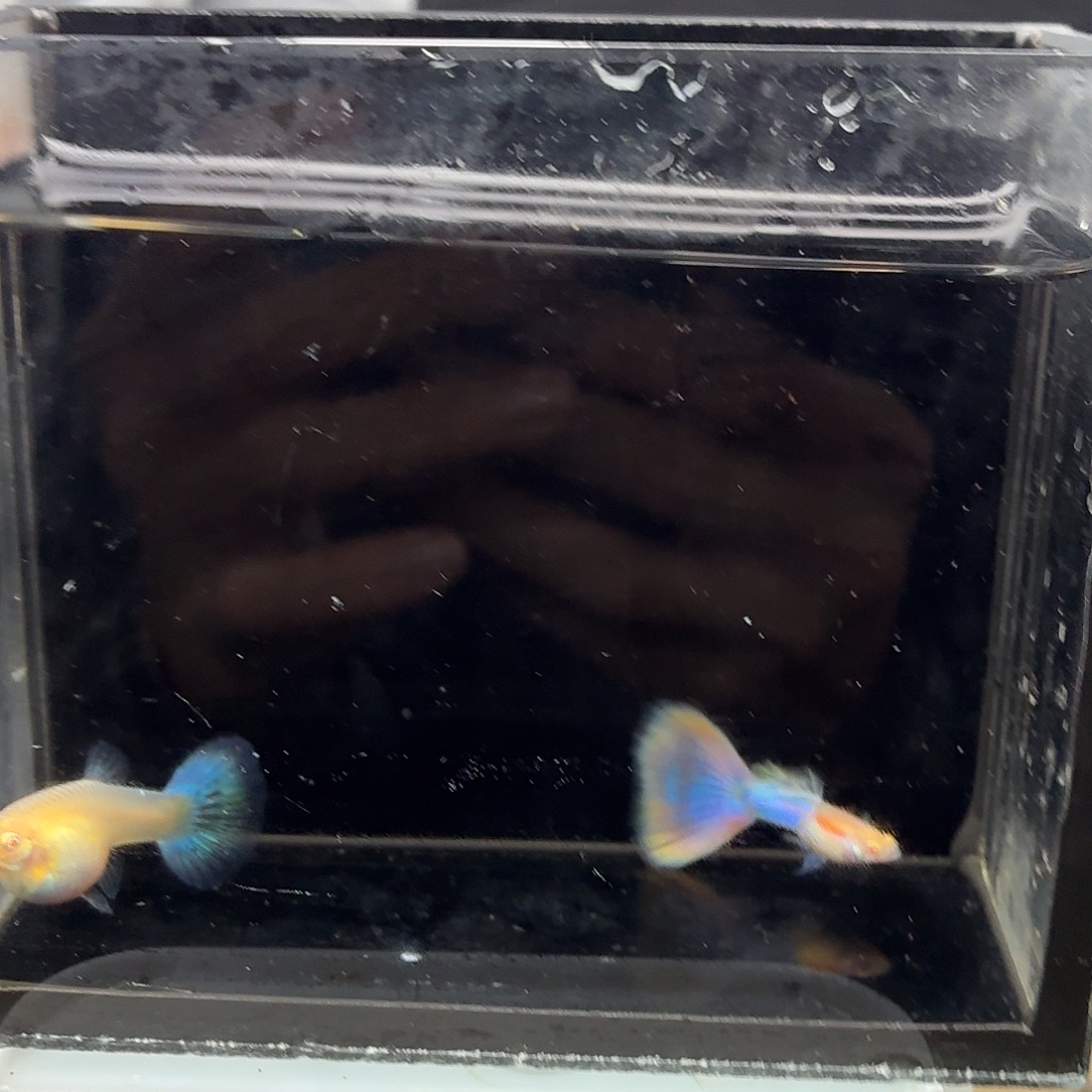 孔雀鱼天使彩虹一对