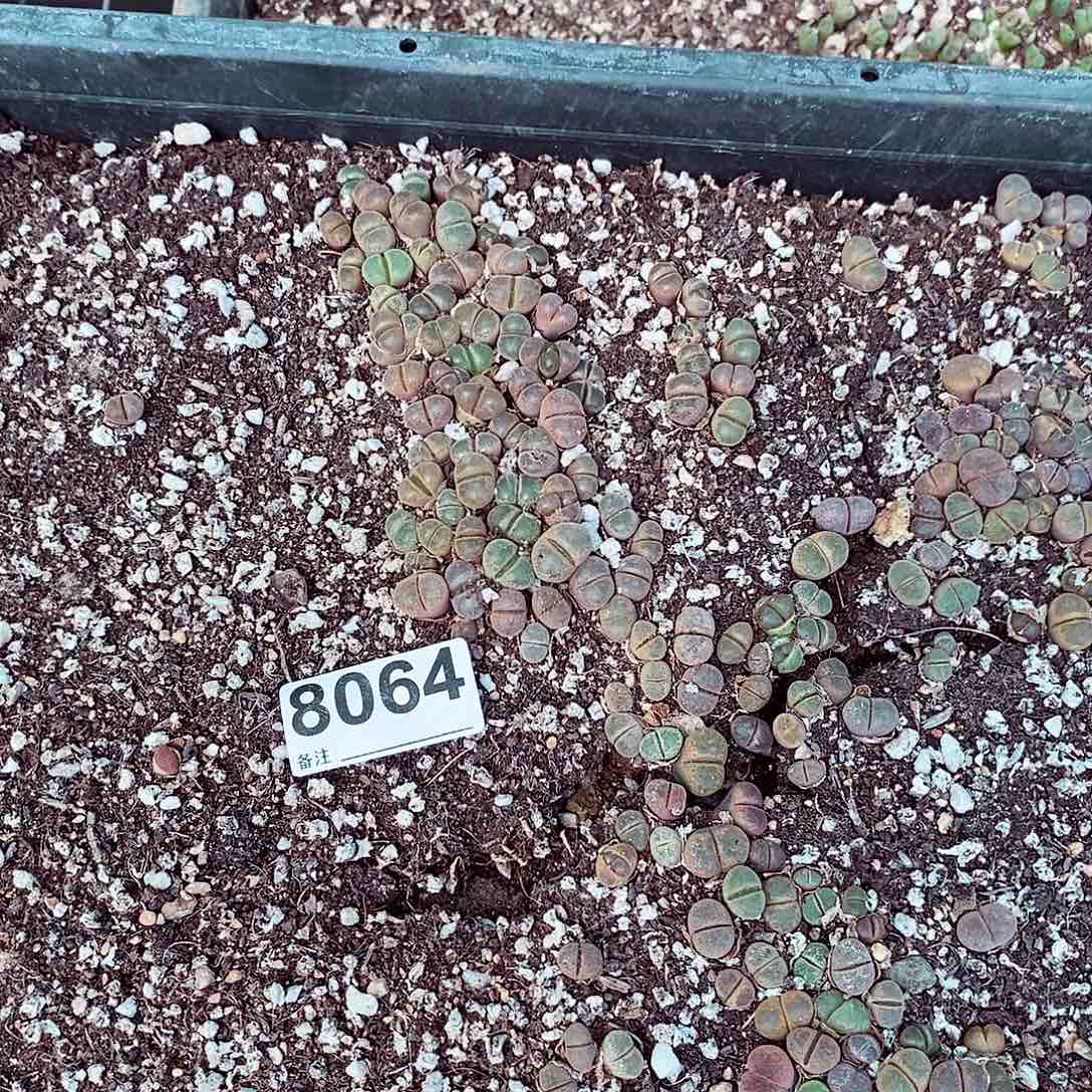 8064来来来咯哦哦哦