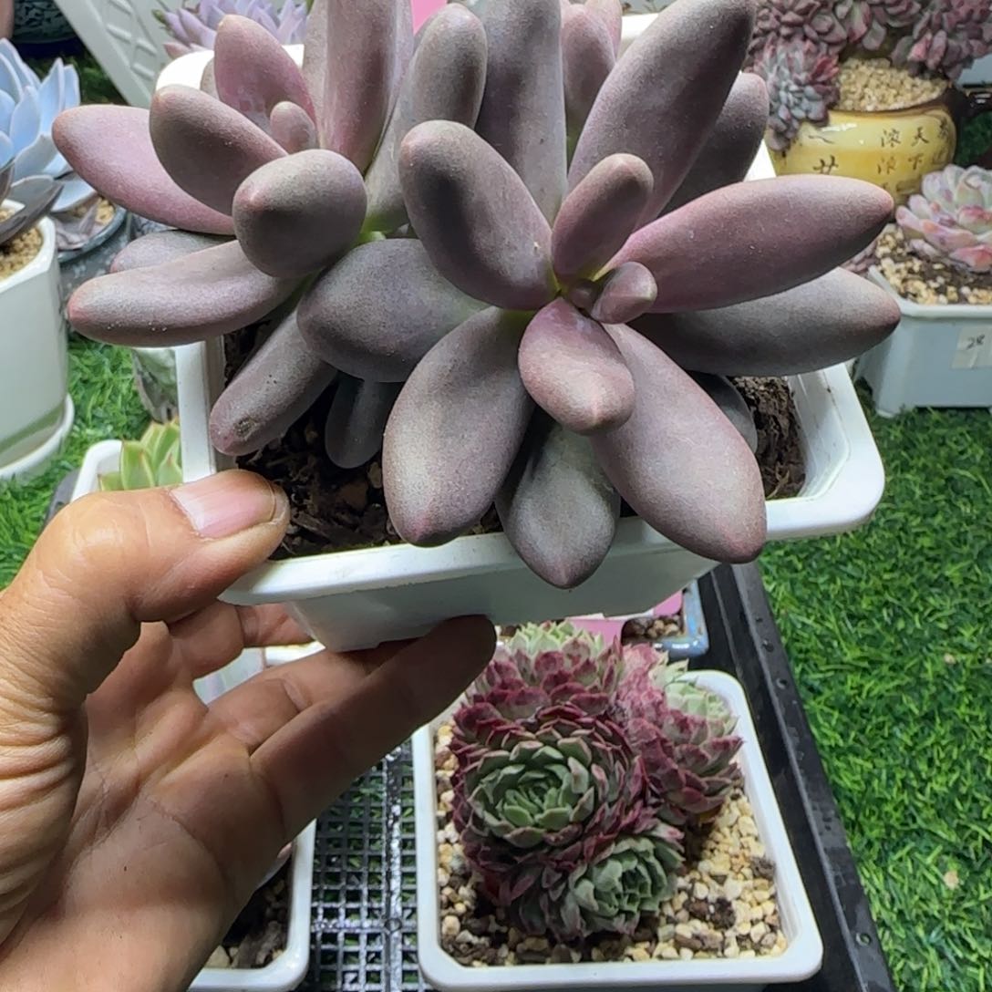 锦安多肉植物编号258