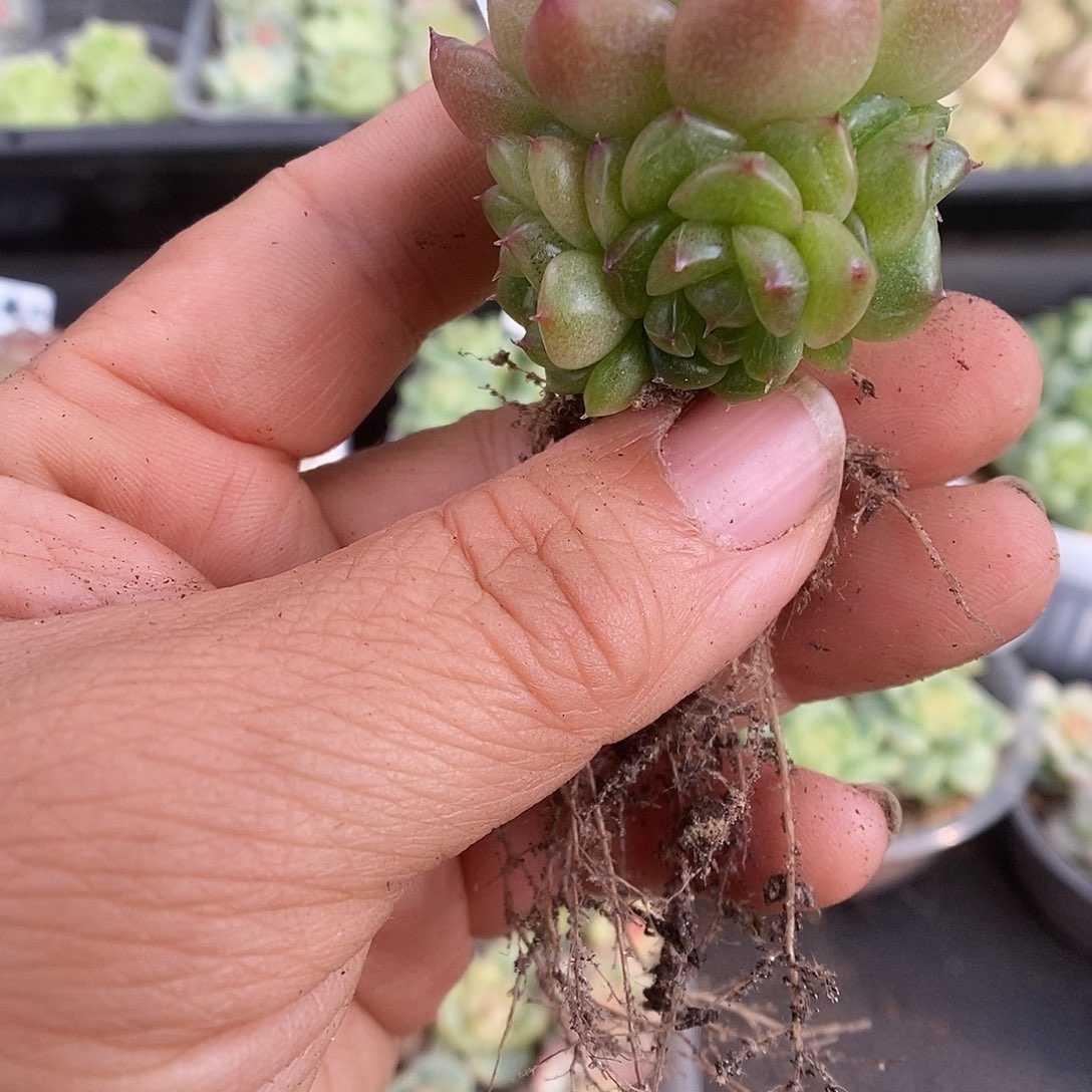 一物一拍一物一拍911-404
