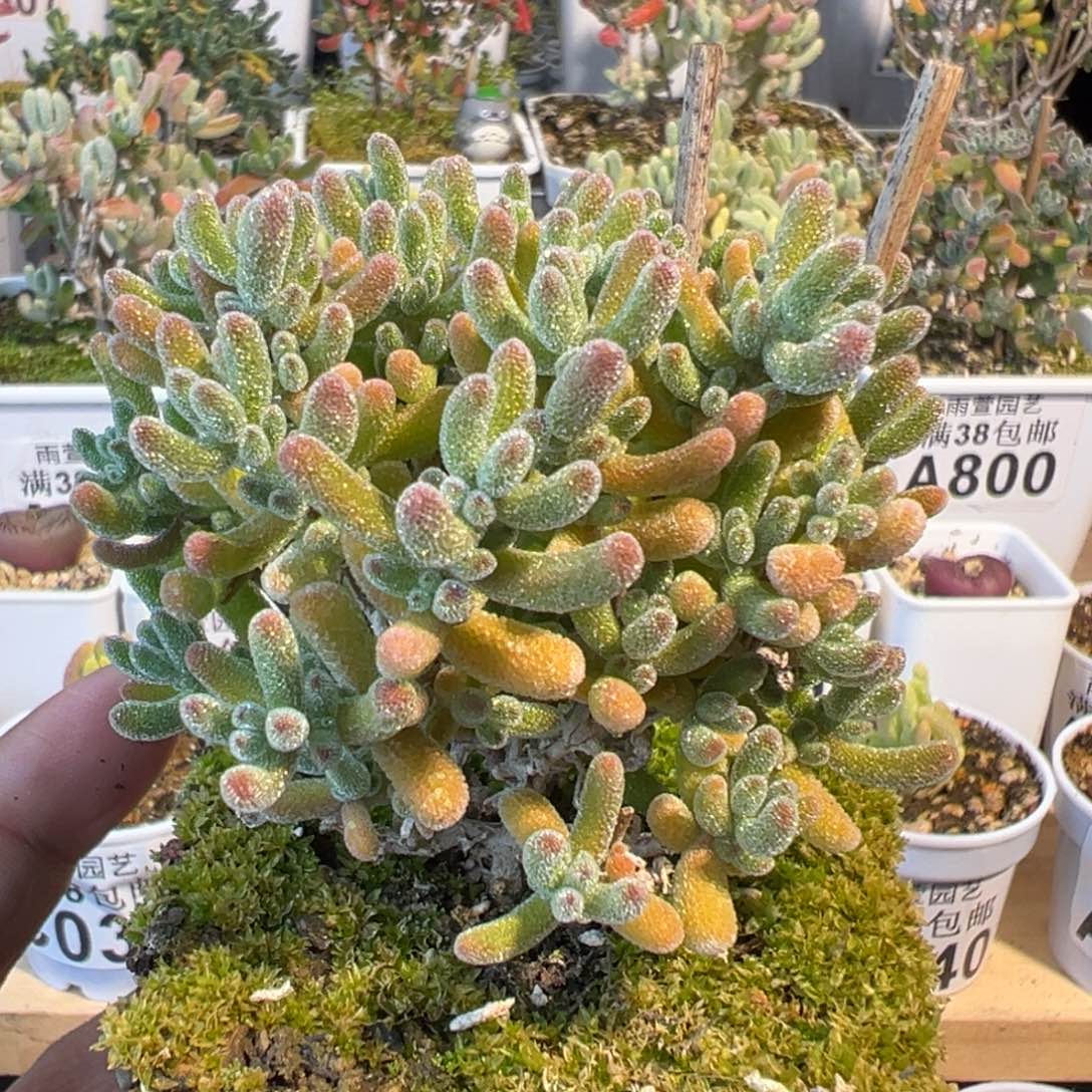 3-073奶油冰老桩七方盆一物一拍