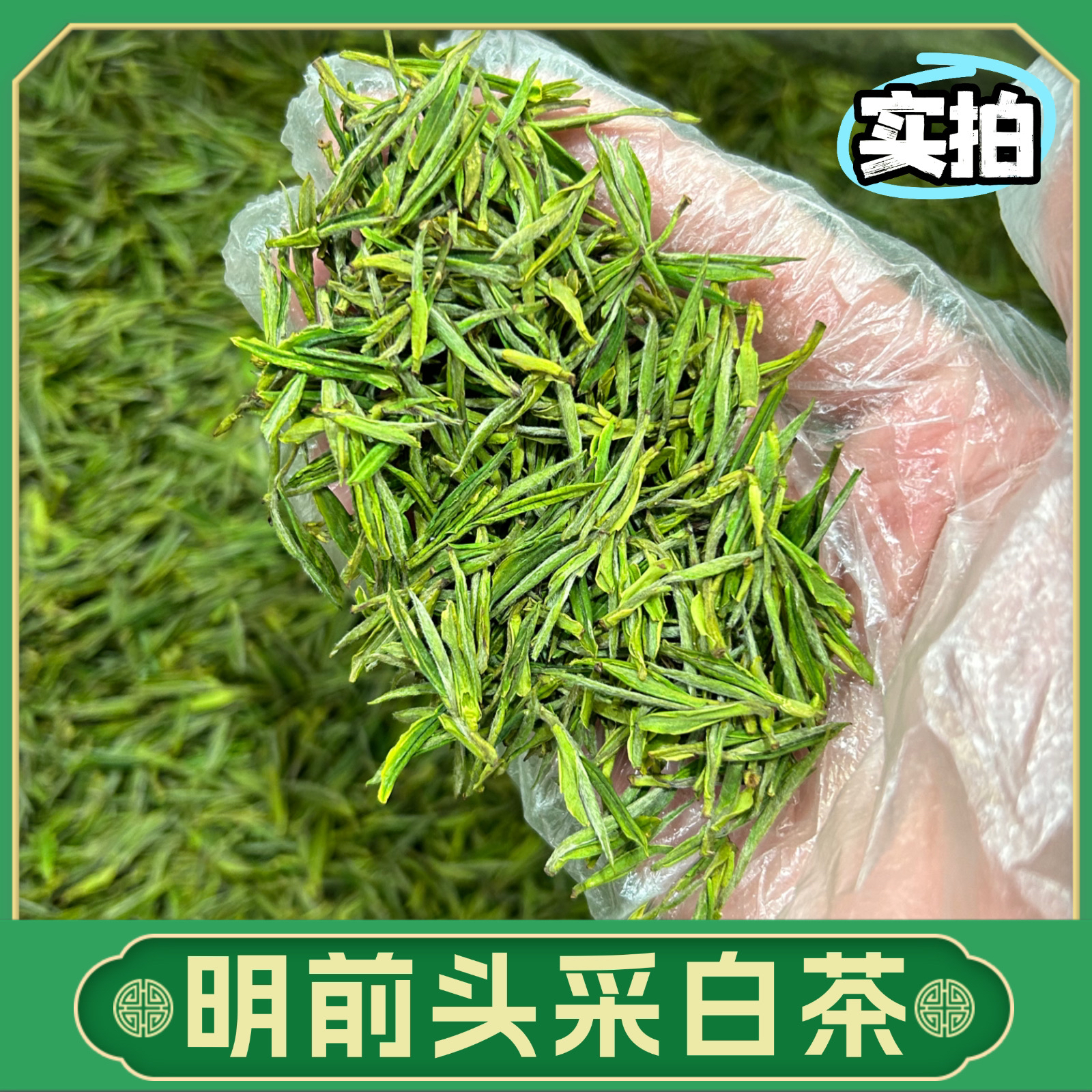 【2025白茶】5-0-0#头采白茶兰花香鲜爽回甘清甜绿汤头采春茶
