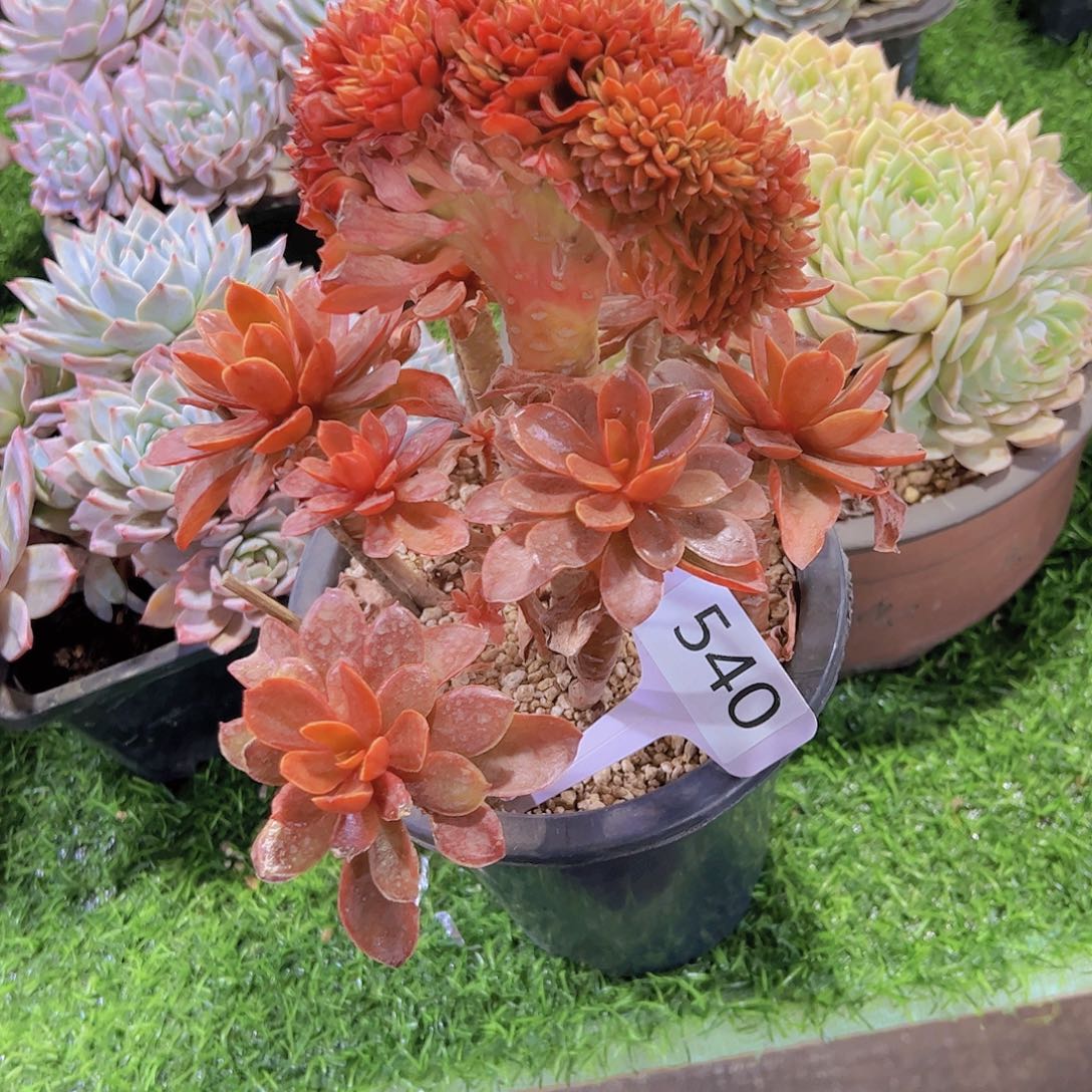 一*540糖果缀40。。。