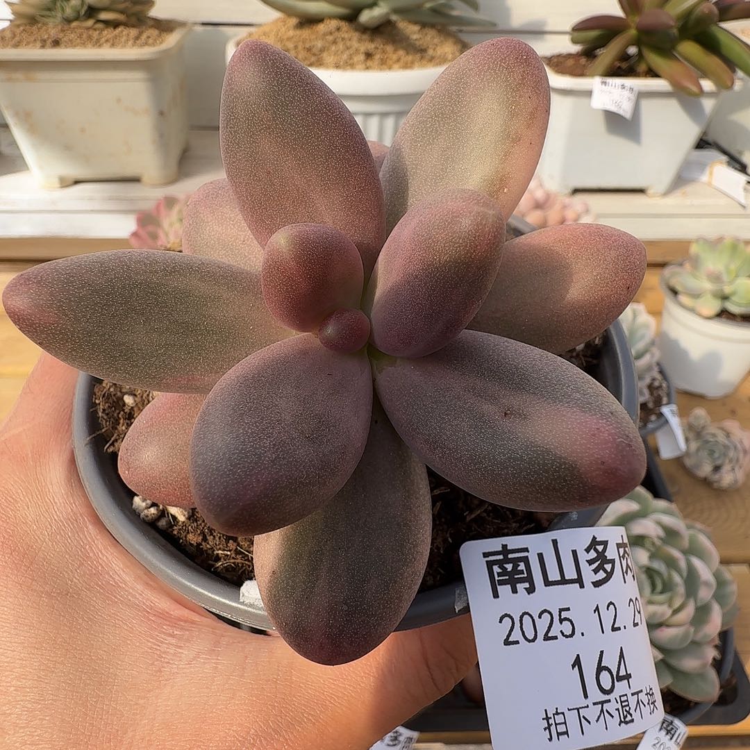 糖果美人111229-164