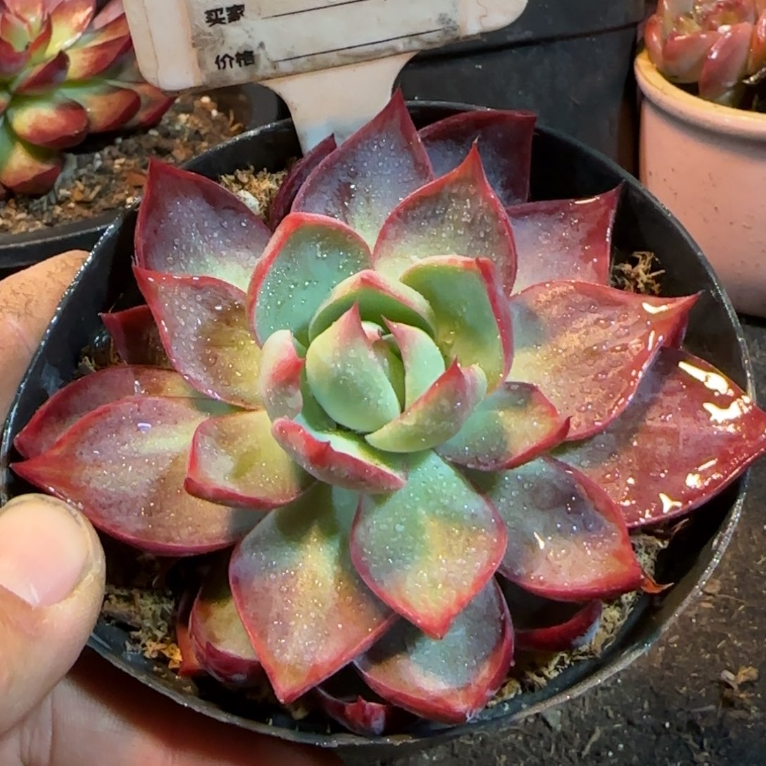 惊鸿一物一拍包装收缩花旱812