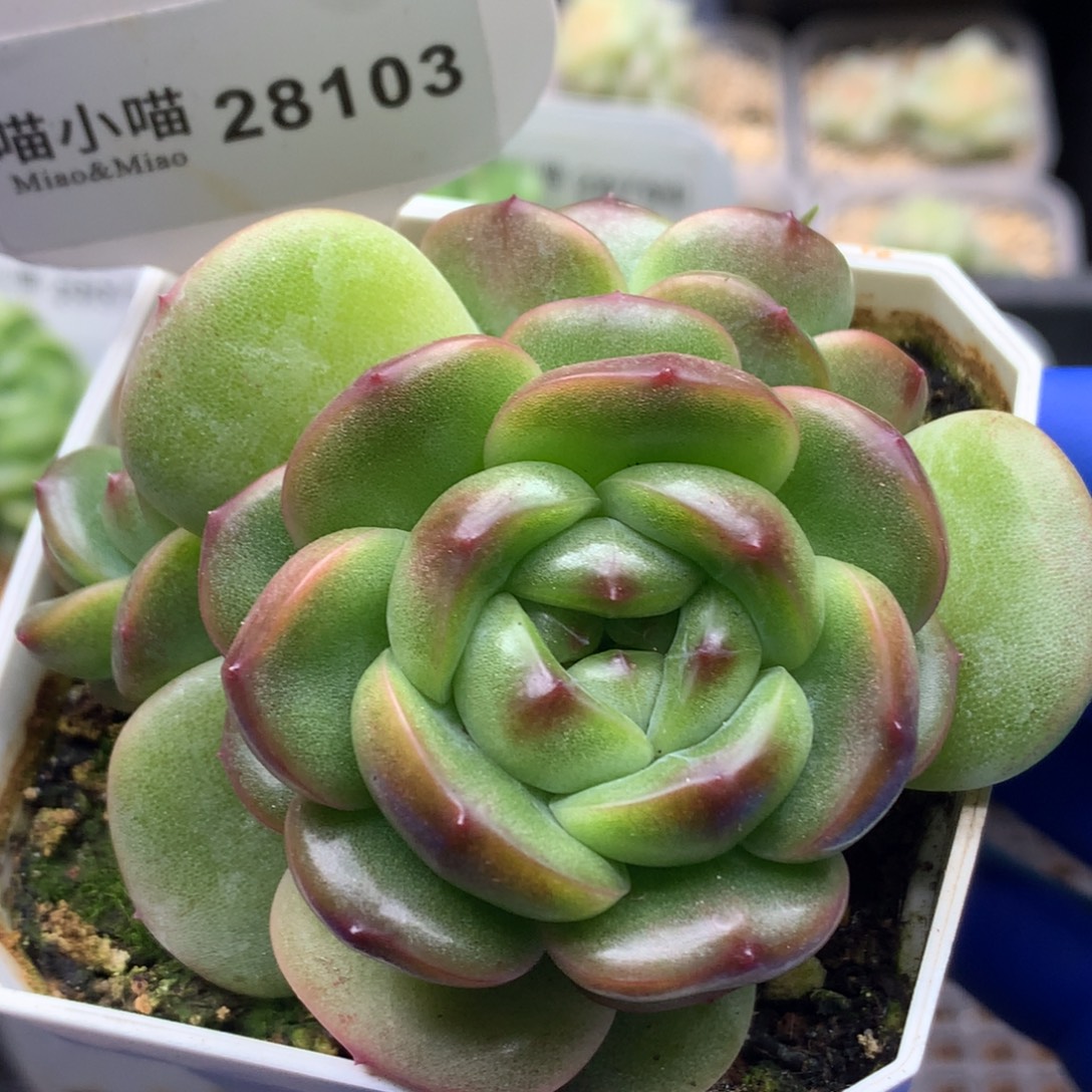 多肉植物杂交珍妮