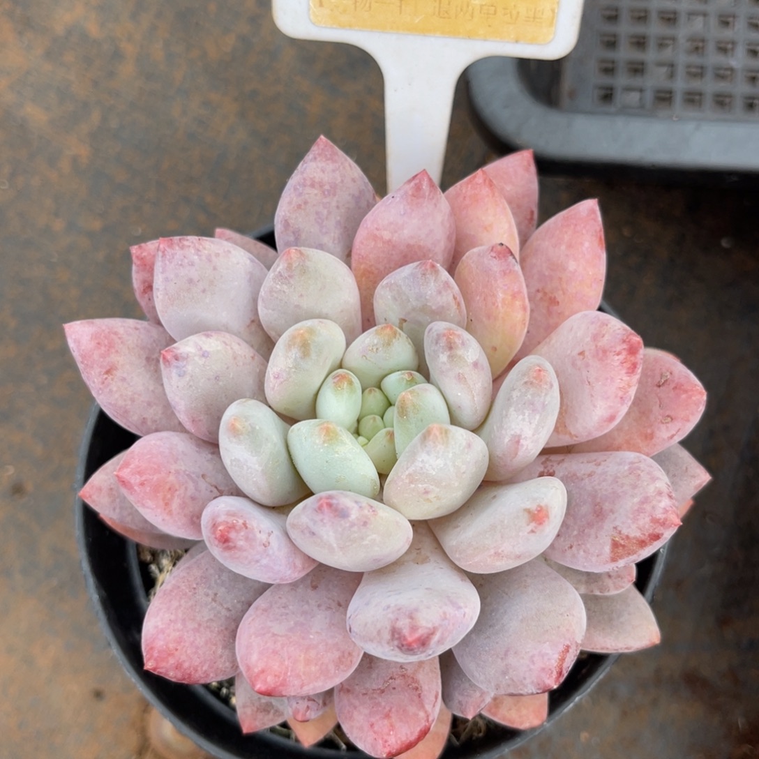 云尘多肉一物一拍