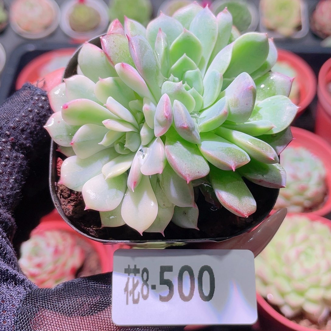 花利美8-500新品锦