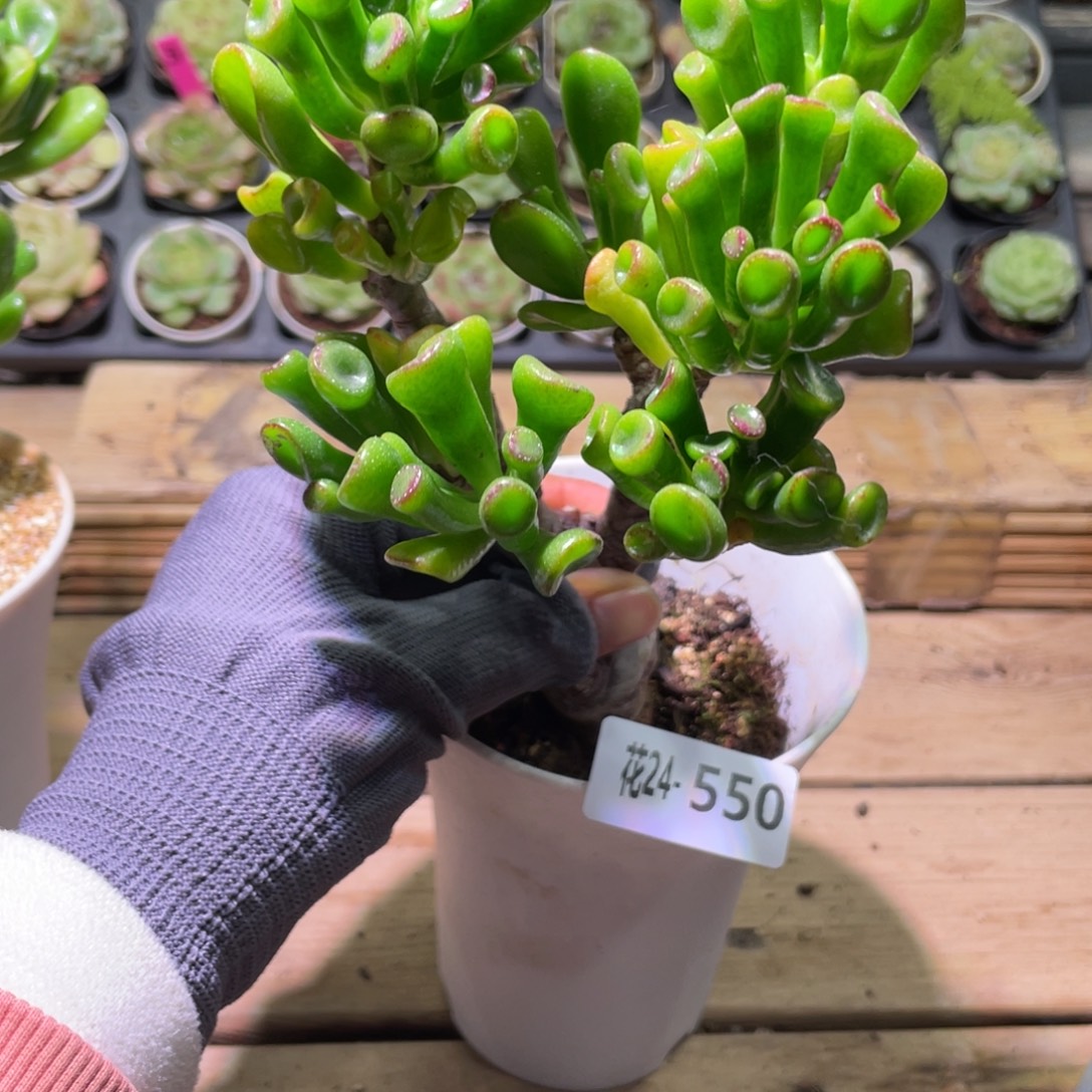 花利美24-550吸财树