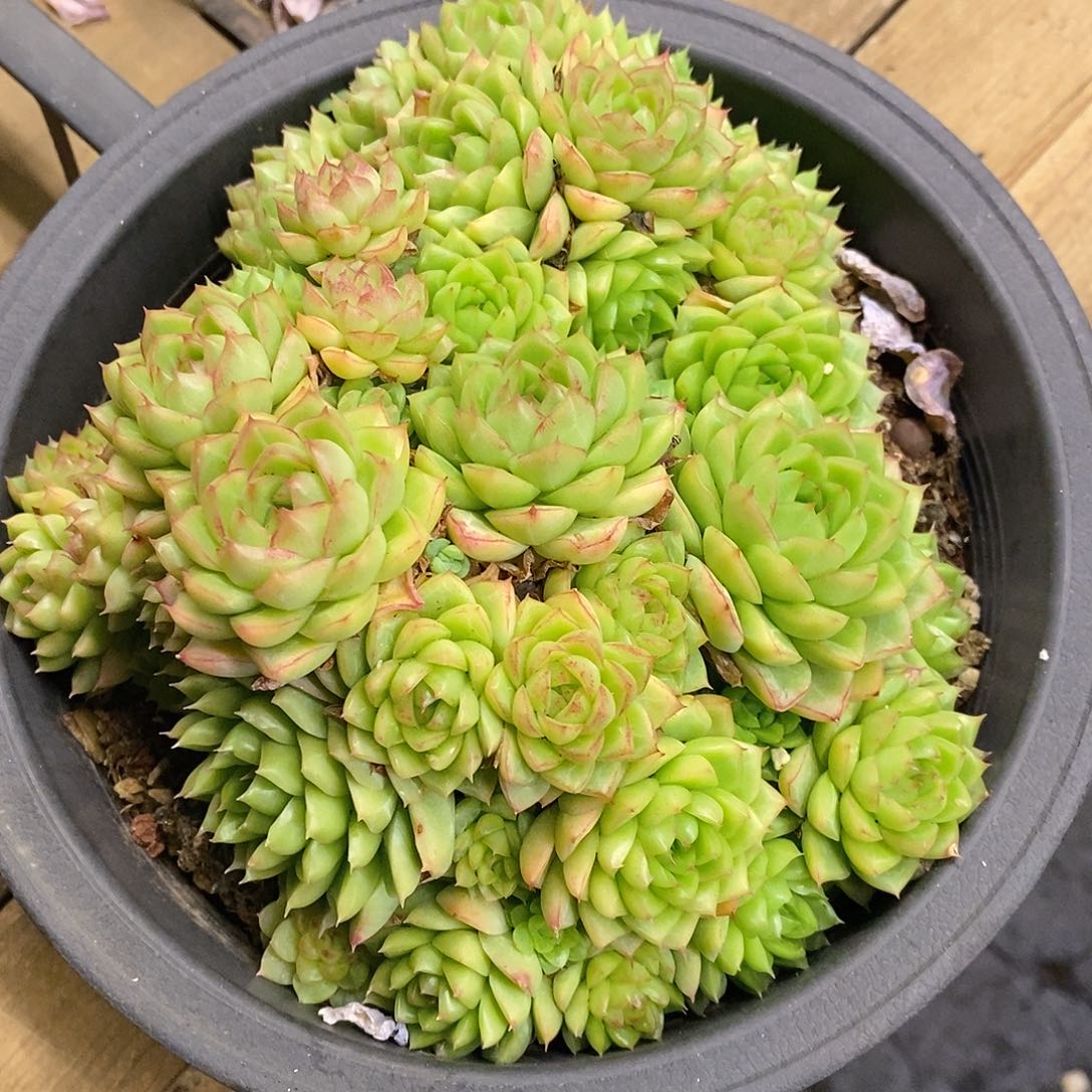 团。大盆红女王。不包整