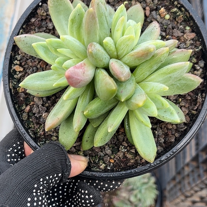 多肉植物一物一拍