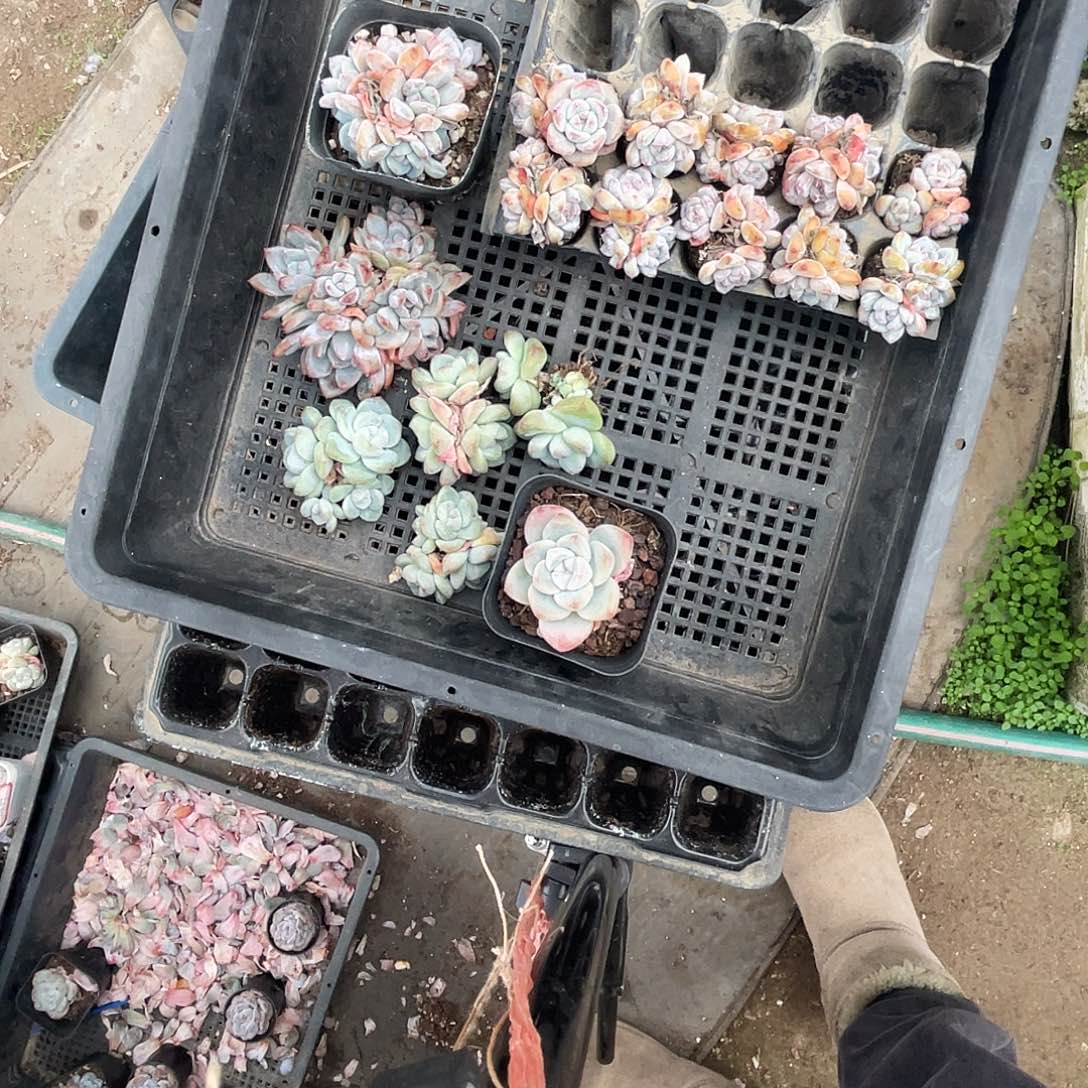 星影12棵冰玉5棵多肉植物