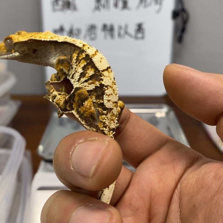 睫角守宫2025.12.14六十一