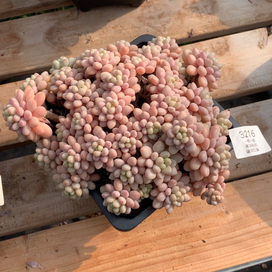 20厘米群生洛可可3216