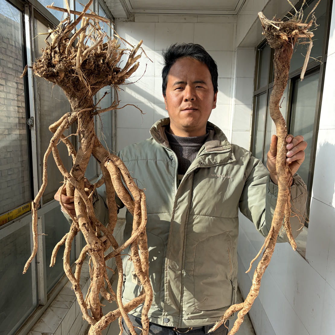 甘肃，特大条野生黄芪