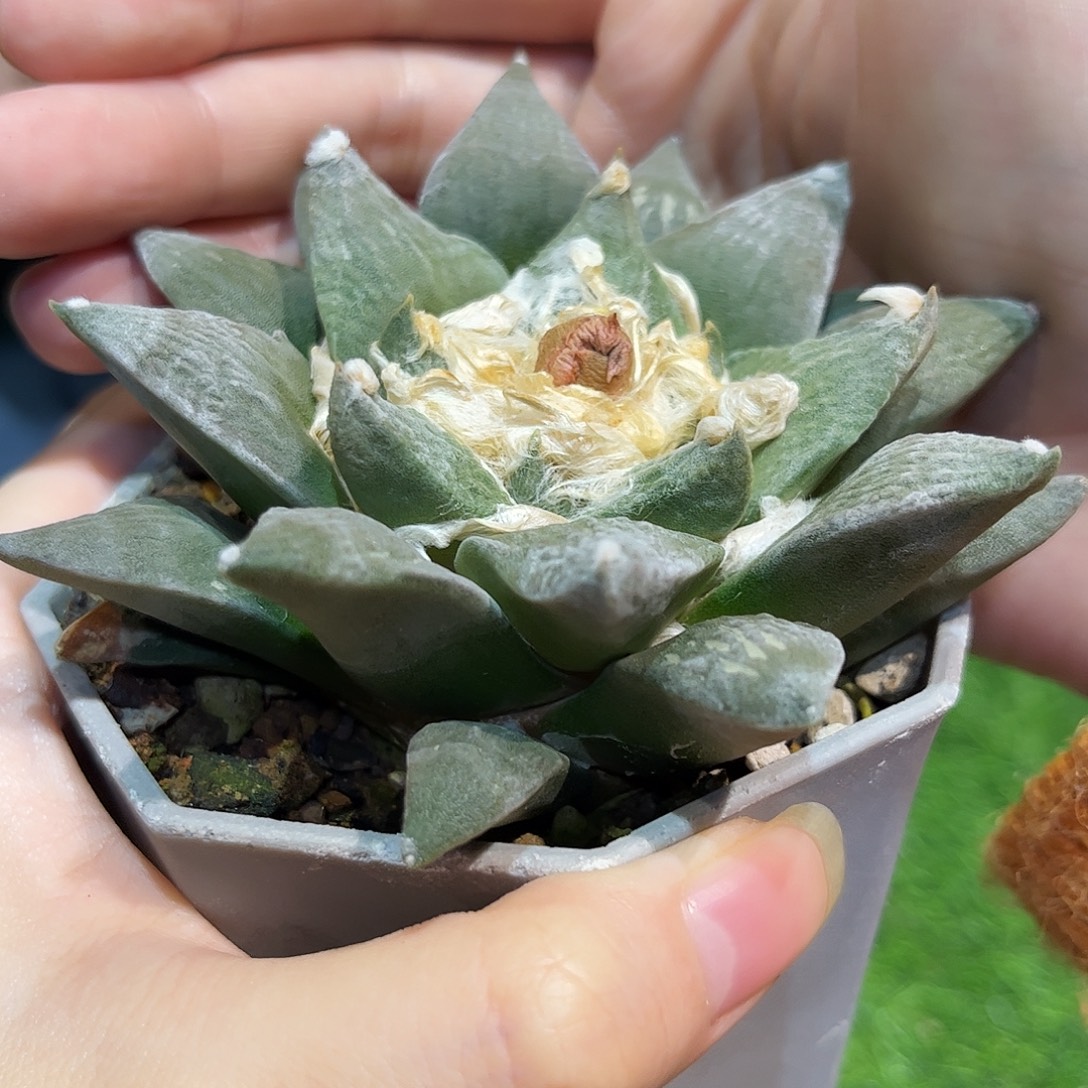 21号9cm实生超白肌龙牙怒