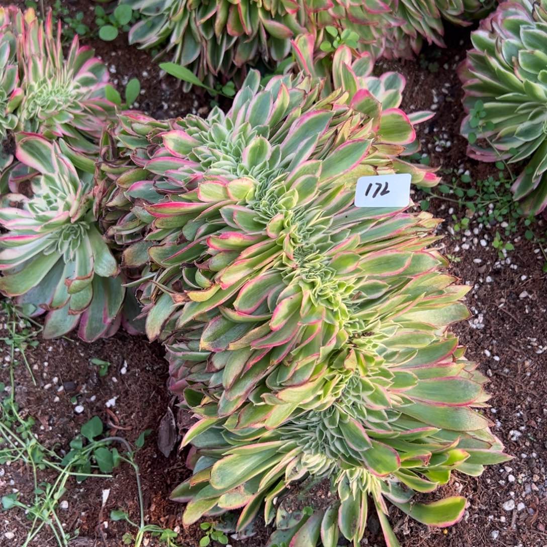 172孔雀翎缀多肉椅子