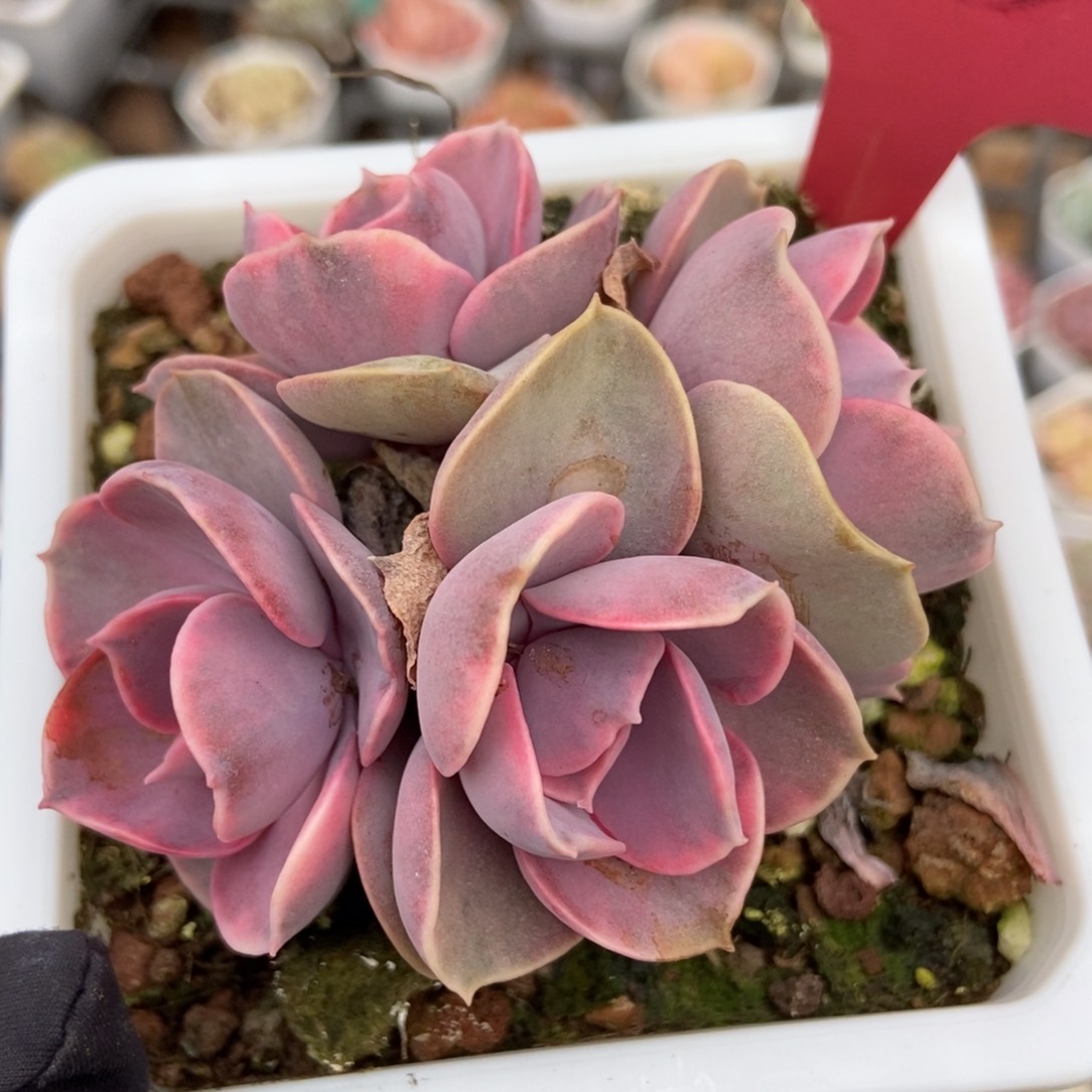 253彩虹多肉植物