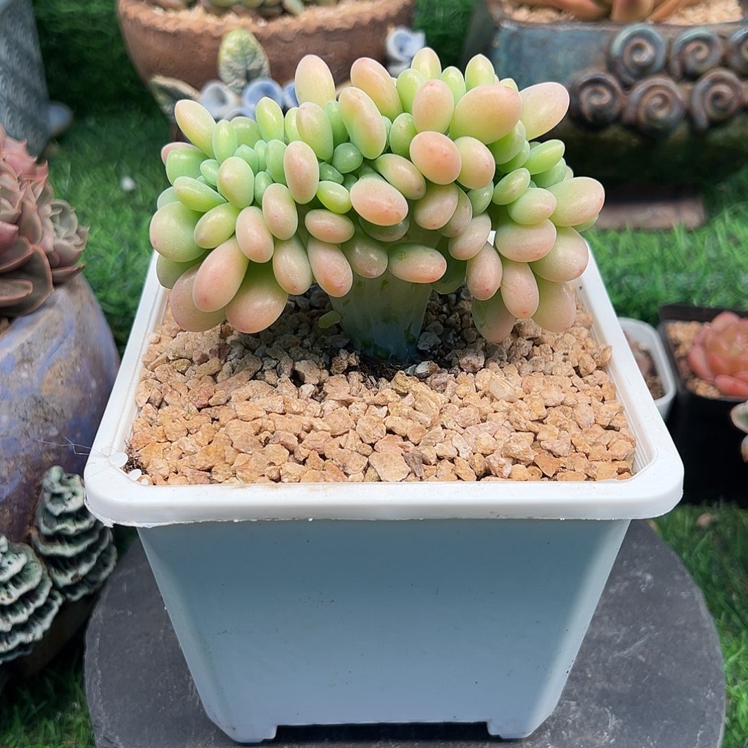 洛神缀化，一物一拍