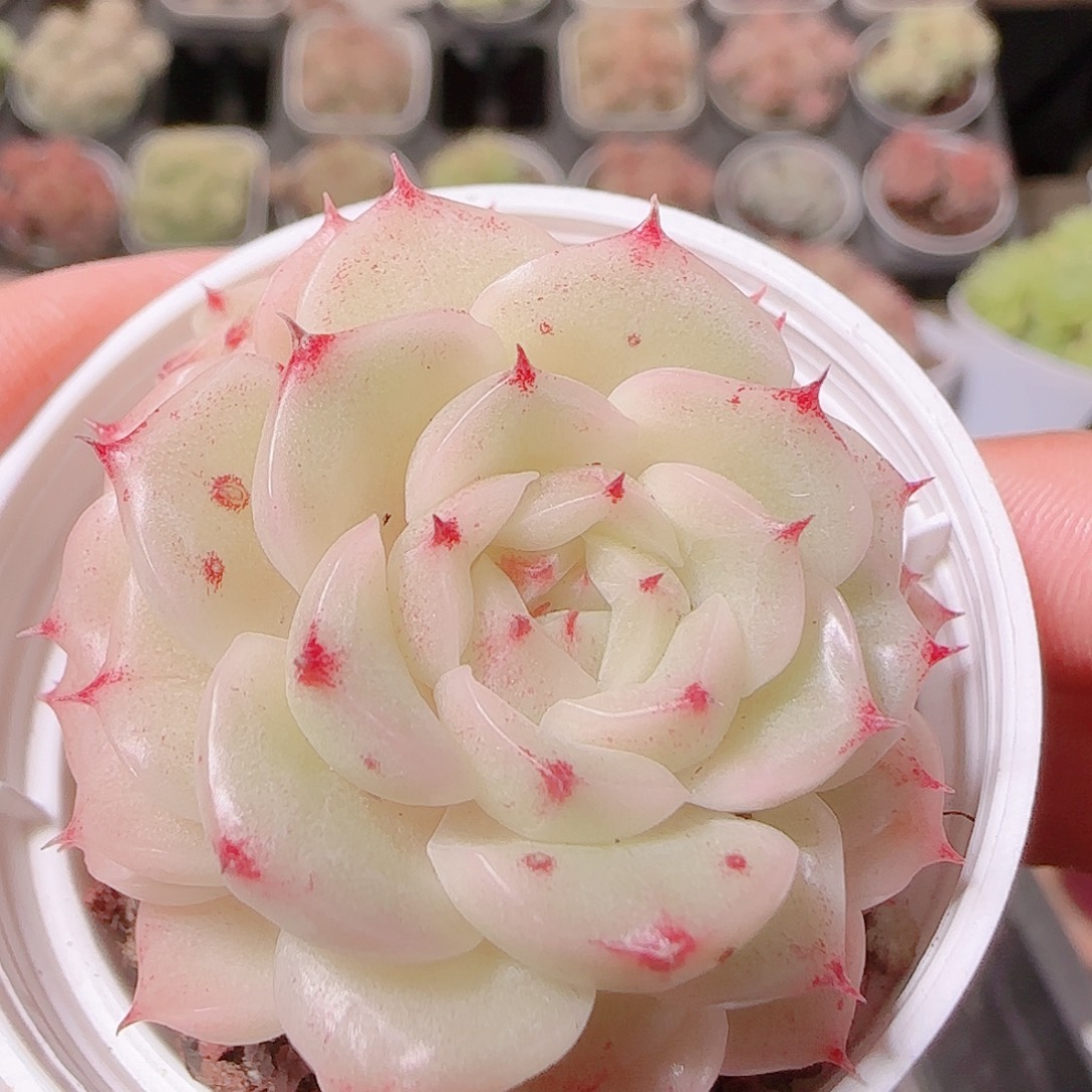 s***r花语逸镜1126-197散