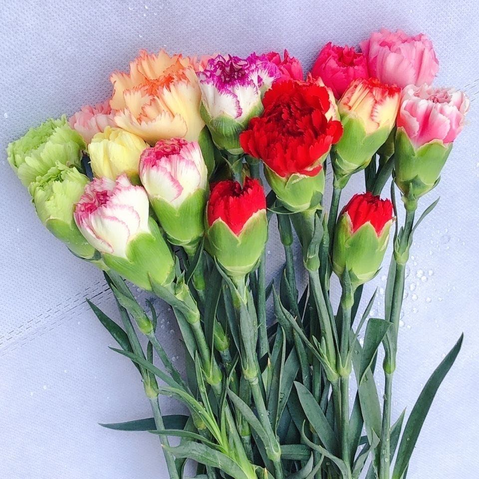 康乃馨20支一扎新年年宵花现在下单现在发货1小时左右收花/领券满100减5