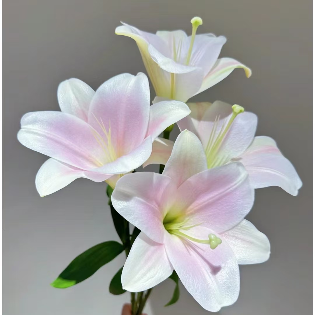 【大聪明卖花】粉铁炮香水百合花家用鲜花 云南直发鲜花 鲜切花