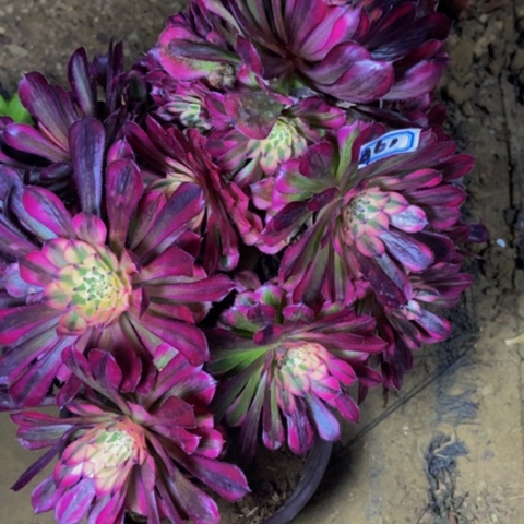 红同白多肉61多肉不包断