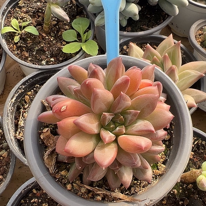 暗纹美人一物一拍061